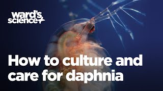 Caring and Culturing for Daphnia [upl. by Htenay]