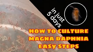 How to Culture Magna Daphnia Easily [upl. by Soinotna]