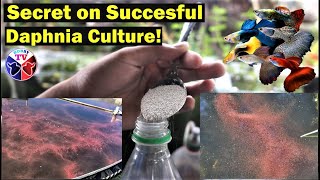 How to Culture Daphnia Successfully [upl. by Auoz]