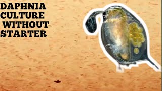 HOW TO CULTURE DAPHNIA NATURALLY WITHOUT A STARTER [upl. by Falito]