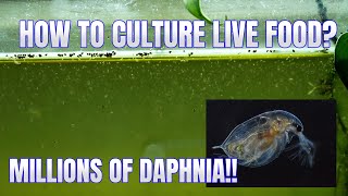 How to Culture Daphnia Secret Method to Breed MILLIONS  Simply Aquatic [upl. by Bride]