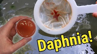 How I Culture Daphnia In Outdoor Tubs [upl. by Fanchan542]