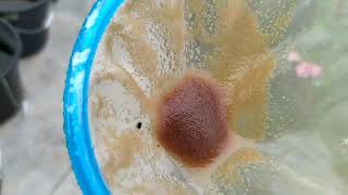 How to culture daphnia moina in a small container Part 1 English Subtitle [upl. by Filler]