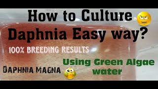 Daphnia MagnaHow to Culture Daphnia Easy wayCulturing Daphnia using Green water Daphnia [upl. by Anialed616]