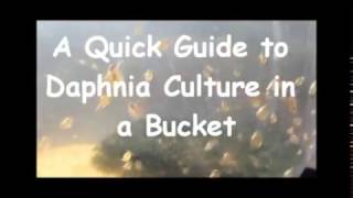 How to culture daphnia outside [upl. by Zile]