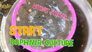 How to culture daphnia moina the easy way 1  Starting the Daphnia culture [upl. by Rosalie113]