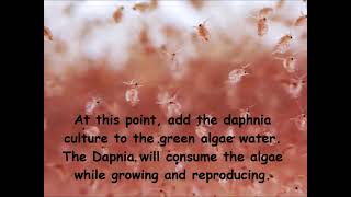 Daphnia  How to grow daphnia in your home [upl. by Adnilemreh]