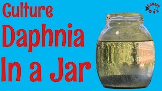 How to Culture Daphnia in a Jar [upl. by Leiva]