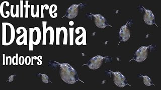 How to Culture Daphnia [upl. by Eelsnia]