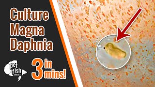 How to culture DAPHNIA MAGNA  The easy way [upl. by Ibbed230]