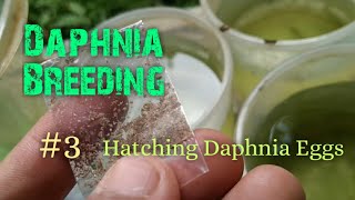 Daphnia Culture made simple and easy 3  Hatching Daphnia eggs [upl. by Riffle449]