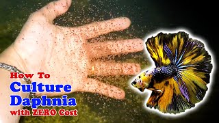 How to Culture Daphnia with ZERO Cost  Unlimited Live Food For Our Fish [upl. by Flavian627]