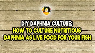 DIY Daphnia Culture How to Culture Nutritious Daphnia as Live Food for Your Fish [upl. by Shandy]