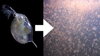 How I Culture Daphnia [upl. by Nyrat]