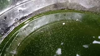 DAPHNIA MOINA CULTURE IN A SMALL BUCKET [upl. by Gaylord]