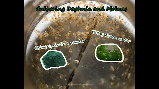 How To Culture Daphnia and Moinas using Green Water Spirulina powder [upl. by Nydroj640]