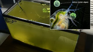 Raising Daphnia for the Freshwater Aquarium [upl. by Sinnoda]