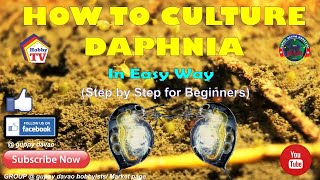 HOW TO CULTURE DAPHNIA In Easy Way [upl. by Doowrehs]